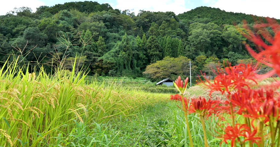 Japanese  rice filed with wild red spider liy and blurred farmer on harvester.