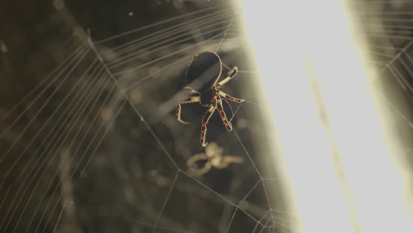 Close-up of a spider weaving a web in an underpass near a street lamp at night. Slow motion view. Larinioides sclopetarius, commonly called bridge-spider or gray cross-spider.