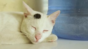 close up video Beautiful white cat relaxing at home