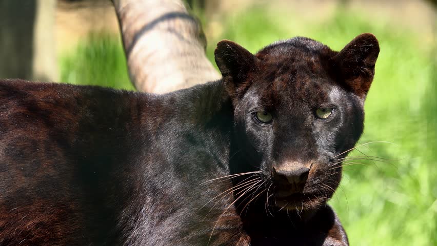 Black panther (Panthera pardus) natural outdoor natural setting | Shutterstock HD Video #1109121285