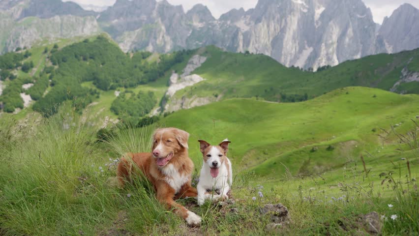 two traveler dogs together in a picturesque valley in the mountains. Nova Scotia Retriever and Jack Russell Terrier on nature Royalty-Free Stock Footage #1109122927