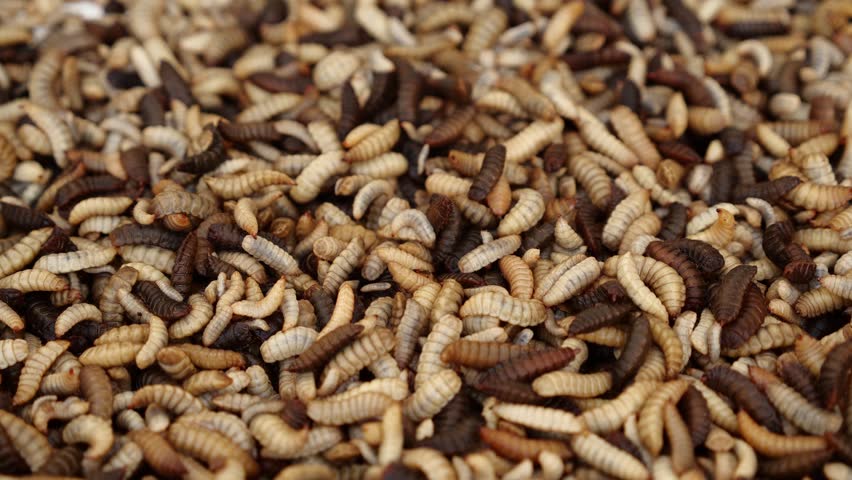 Maggot farming. Insect industry, feed manufacturing. Insects as feed. Black soldier fly larvae convert the waste into animal feed Royalty-Free Stock Footage #1109123899