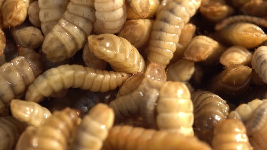 Black soldier fly larvae are used as animal feed. Maggot being harvested at one of the insect farms for fish and poultry feed