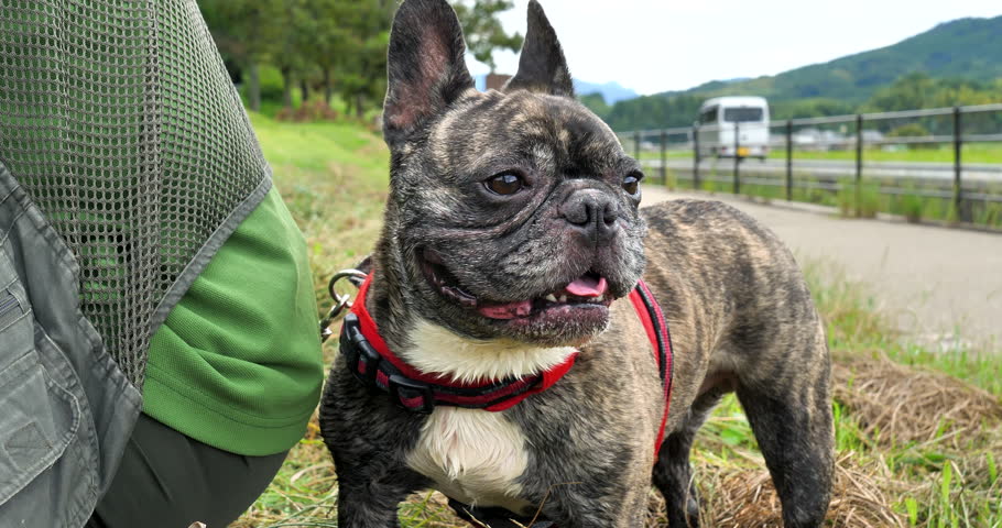 Expression on brindle French bulldog  while looking around himself.  dog outdoors concept. Royalty-Free Stock Footage #1109124243