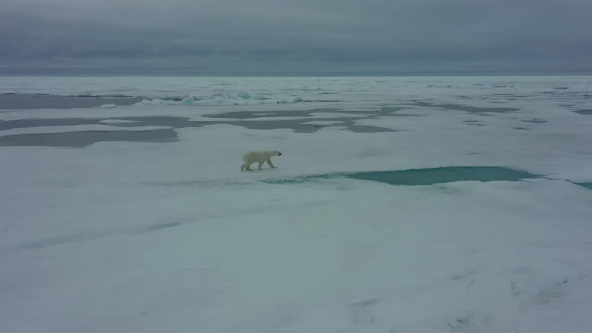 Polar bear are walking along blue ice