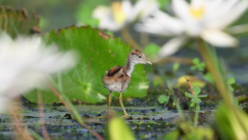 Closeup of Pheasant tailed jacana Chick