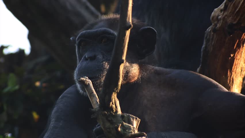 Chimpanzee yawning on a tree, warm and sunny day, nature and jungle, RED 4K