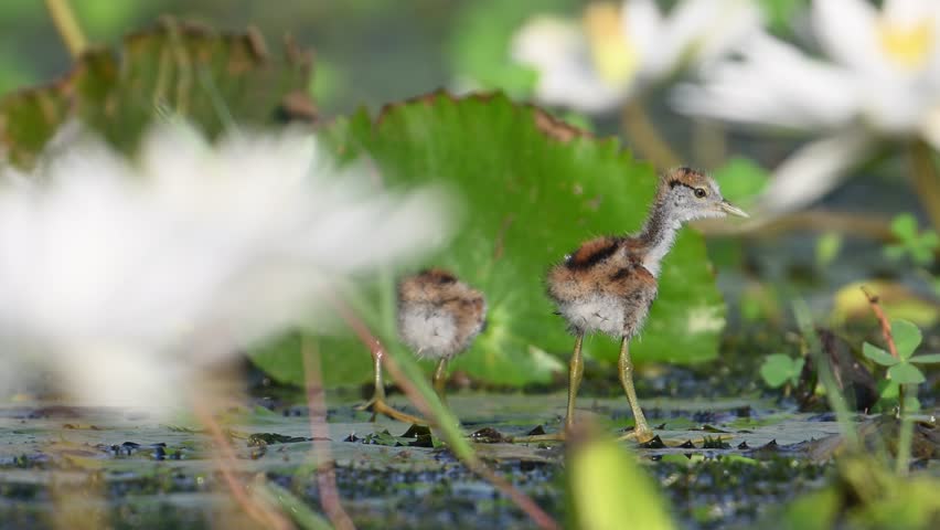 Chicks of Pheasant tailed Jacana Feeding in wetland