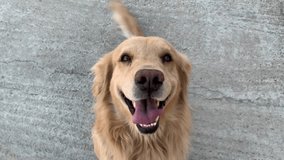 Video of golden retriever dog smiling. Concept of pets.