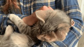 video of non-recognizable person petting lead cat. Pet concept.