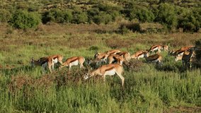 Herd of springbok antelopes (Antidorcas marsupialis) feeding in natural habitat, Mokala National Park, South Africa