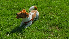 Dog is tumbling on grass. Stock footage. Dog is happily lying on grass on sunny summer day. Dog is having fun tumbling on green grass in summer
