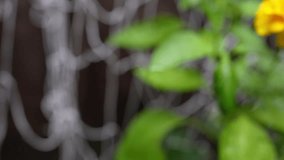 Close Up Jalapeno Pepper Plant in Home Garden Fresh Water Drops - Powered by Shutterstock - Get 15% off with code: PIKWIZARD15