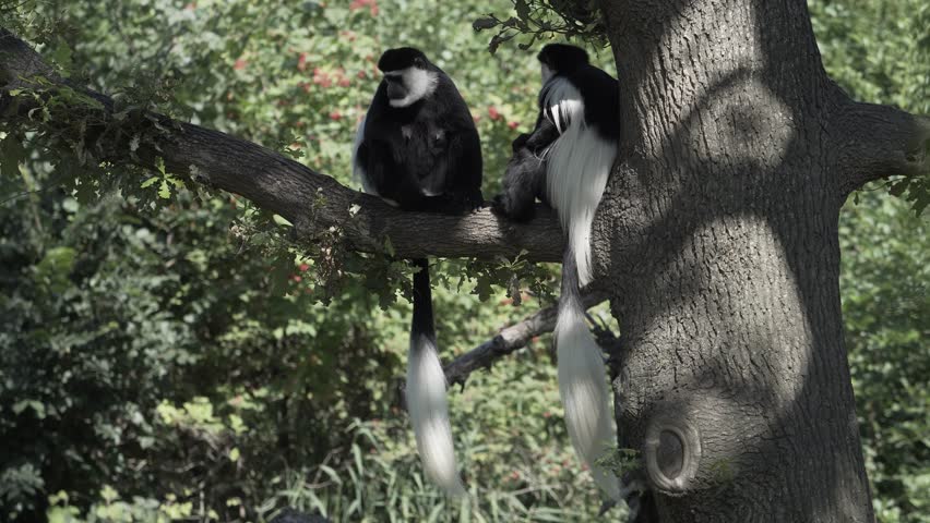 An adorable black and white colobus monkeys sitting on a tree branch