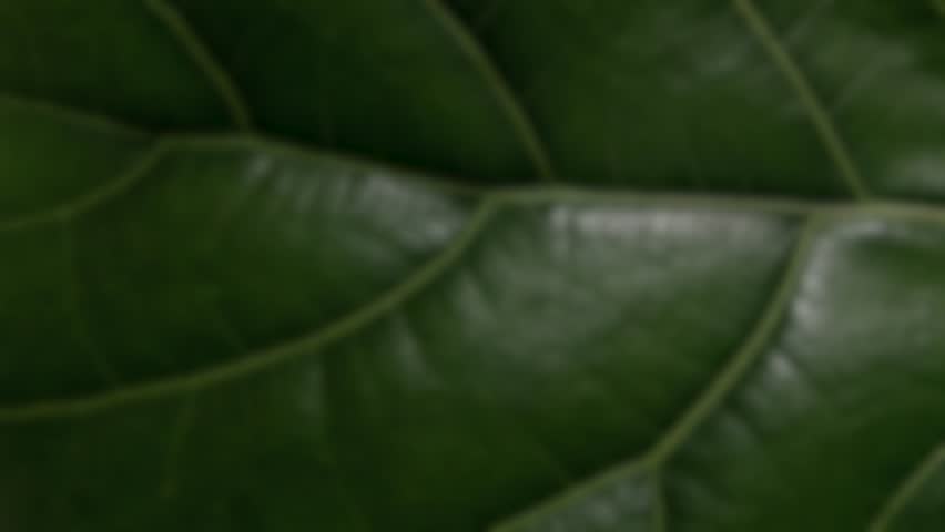 Detail of green ribbed leaf with blurred start and end | Shutterstock HD Video #1109146665