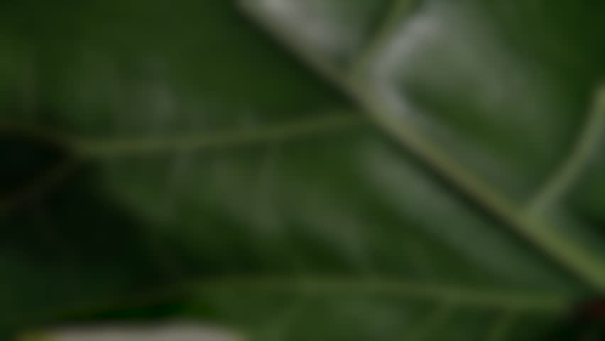 Green leaf detail with veins of a ficus lyrata | Shutterstock HD Video #1109146787