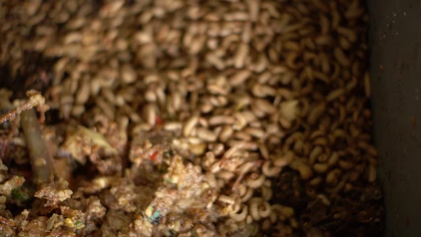 Close up of cultivating maggots in a bucket. Cultivate maggot animals that decompose organic waste to be used as poultry feed, cultivate ornamental fish or fishing bait