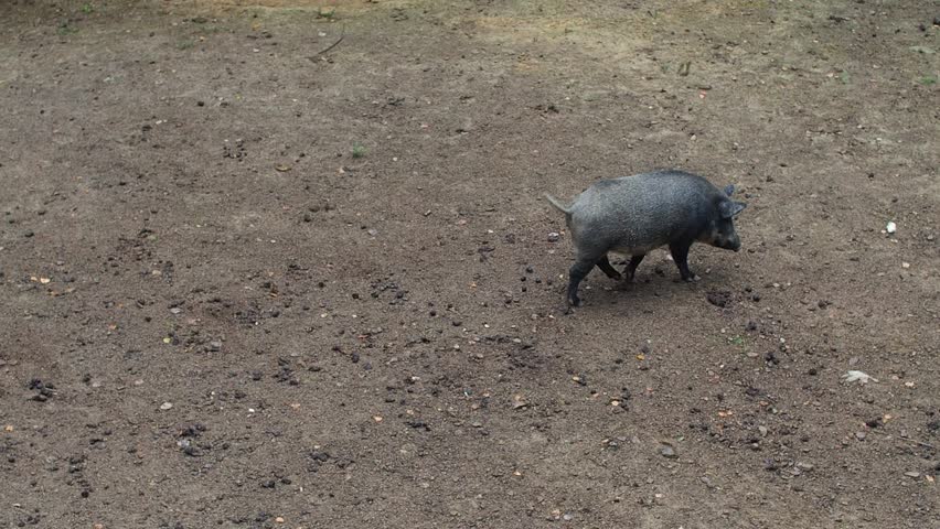 A wild boar walks in the meadow in search of food during rainy day. Dark hairy pig Sus scrofa looking for food in a paddock.  | Shutterstock HD Video #1109152767