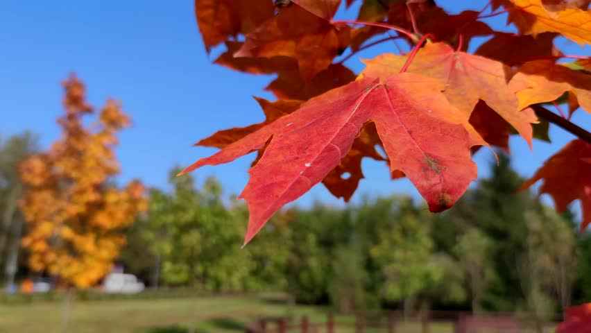 Close-up view of red and orange colored maple leaves on tree branch in a sunny autumn day. Abstract fall background. Soft focus. Copy space for your text. Slow motion video. Beauty in nature theme. | Shutterstock HD Video #1109153689
