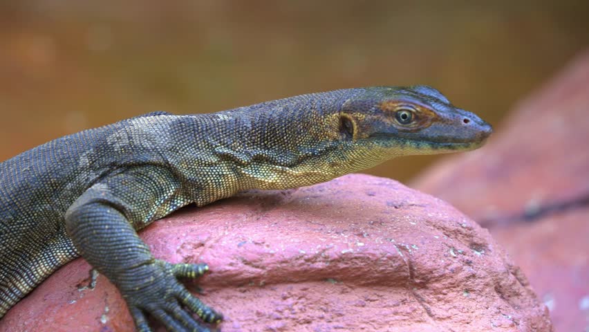 Head to tail close up shot of an exotic mertens
