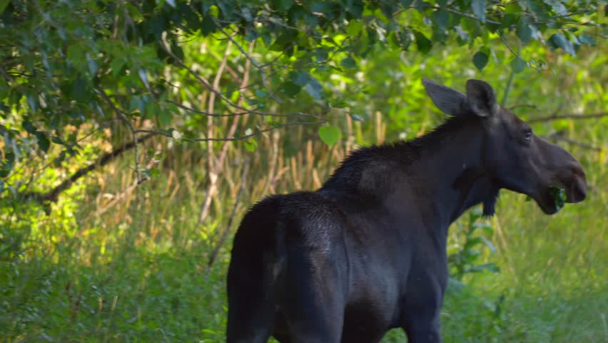 Mom Moose on the side of the road eating leaves in Island Park, Idaho, USA