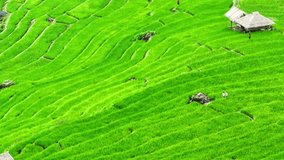The drone hovers higher, the rice terraces begin to resemble a sculpted work of art, a masterpiece of human labor and agricultural knowledge handed down through generations. Chiang Mai, Thailand.
