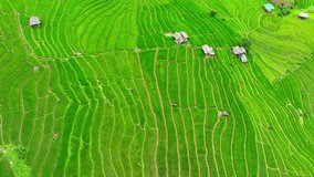 Pa Pong Piang rice terraces in Chiang Mai, Thailand: Stunning aerial vistas of vibrant green terraced fields create a breathtaking natural masterpiece. 
