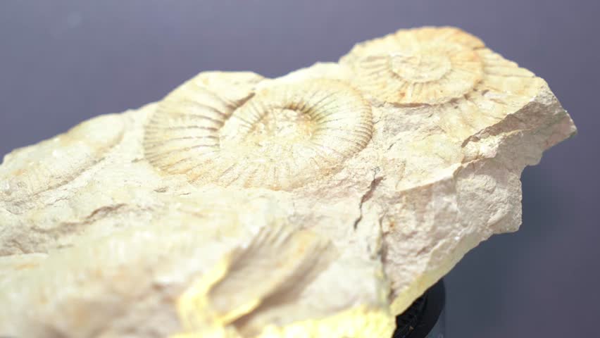 Ammonite is a fossilized squid, 4k