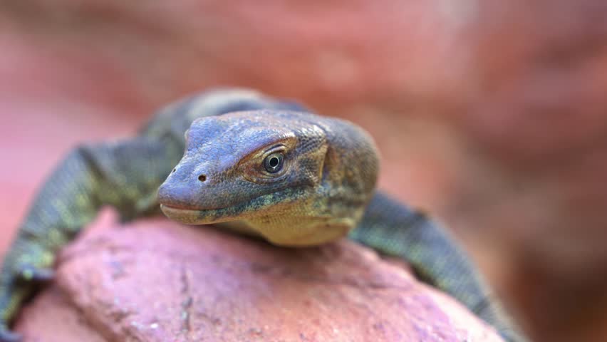 Close up profile shot of an exotic mertens
