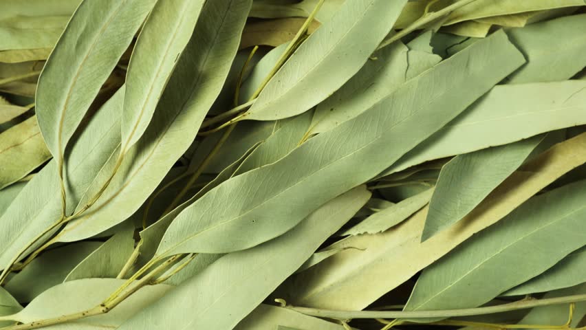 Dried eucalyptus leaves, close-up. 4K video, Rotating. Dried eucalyptus leaves are used in alternative medicine, aromatherapy and spa. Often used as sauna brooms. Royalty-Free Stock Footage #1109160925