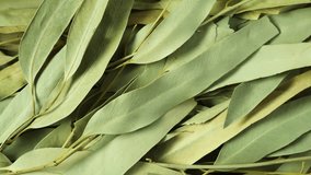 Dried eucalyptus leaves, close-up. 4K video, Rotating. Dried eucalyptus leaves are used in alternative medicine, aromatherapy and spa. Often used as sauna brooms.