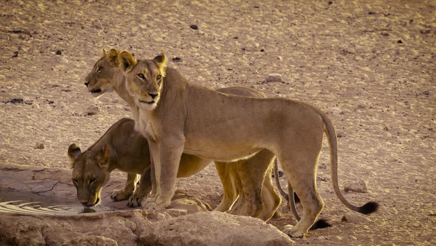 Asiatic Lion Is Drinking Water Shot HD | Shutterstock HD Video #1109161857