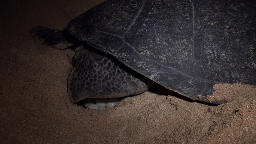 Green Turtle Laying clutch of eggs on Ascension island in the Atlantic Ocean.