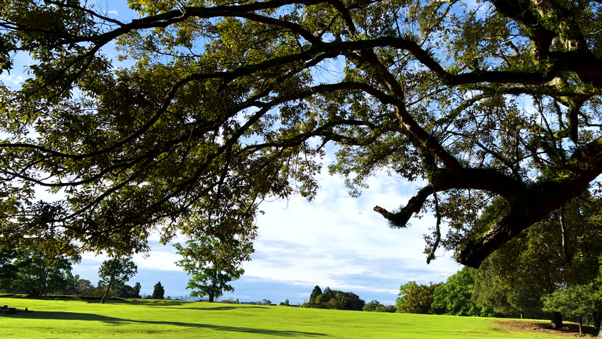 Peaceful park  with big tree branch and green meadow in a sunny day. | Shutterstock HD Video #1109165079