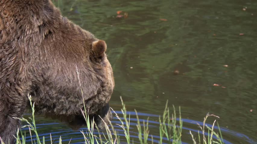 Brown Bear Looking Around and Drinking Water in the River. - closeup | Shutterstock HD Video #1109167147