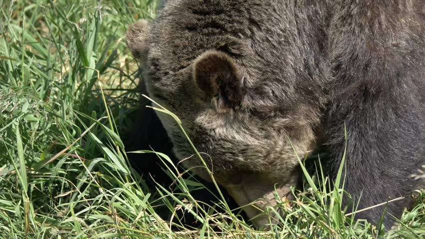 Close Up of A Crouching Brown Bear While Eating Grass in the Forest. | Shutterstock HD Video #1109167329