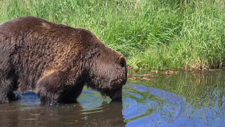 Close Up of Brown Bear Foraging and Eating on the Stream. | Shutterstock HD Video #1109167331