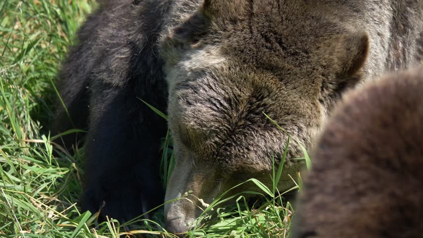Grizzly Bear Chewing Grass On A Sunny Field. Close Up, Macro | Shutterstock HD Video #1109167539