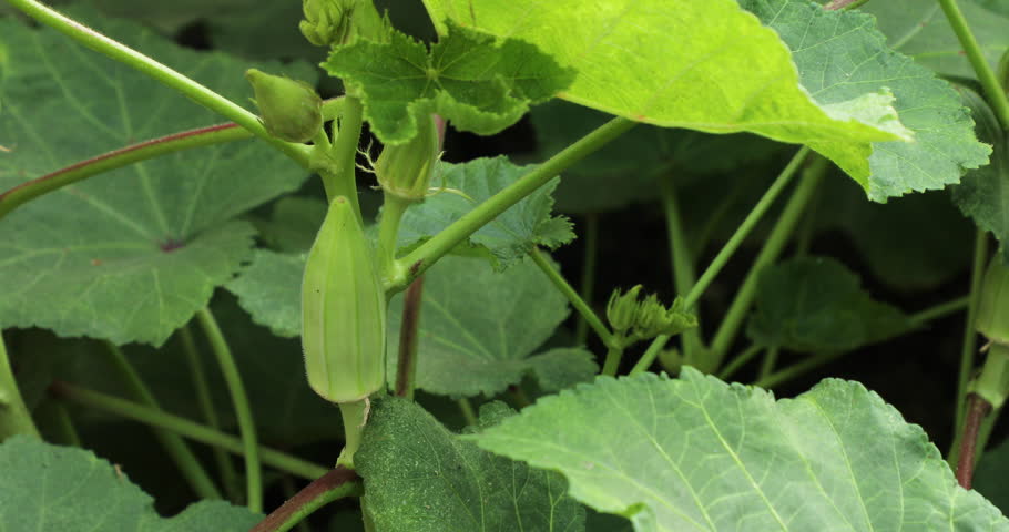 India, 2 September, 2023 : Okra vegetable. Bhindi. Bendi. Abelmoschus esculentus. Lady's fingers. Nature background. | Shutterstock HD Video #1109168423
