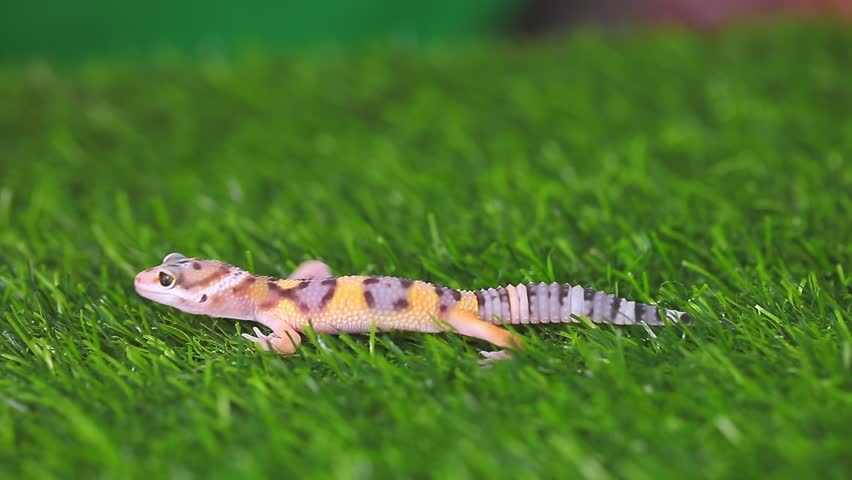 Eublepharis lizard on a green lawn. Reptile yellow-spotted gecko. Exotic tropical animal on the grass. Crawls and inspects the territory. | Shutterstock HD Video #1109169033