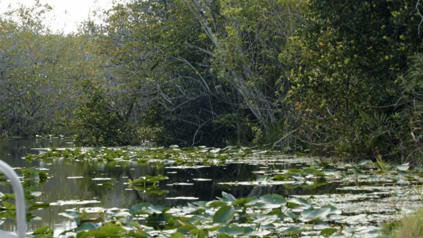 Slow motion right panning shot of a murky swampy waterway in the Florida everglades near Miami covered in Lily pads and surrounded by large mangroves on a warm sunny summer day
