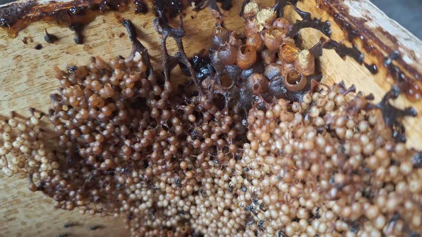 Small bee called apis florea in its nest that consist of honey and eggs | Shutterstock HD Video #1109170567