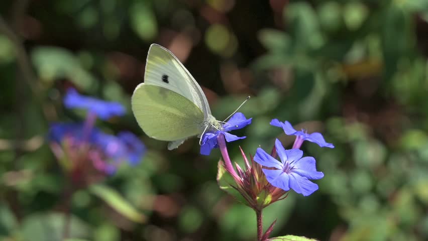 Small White butterfly (Pieris rapae) female feeding on a Ceratostigma flower before flying away. September, Kent, UK [Slow motion x5]