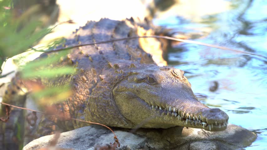Close up shot of a largest living reptile saltwater crocodile, crocodylus porosus basking by the river bank. an opportunistic hypercarnivorous apex predator.
