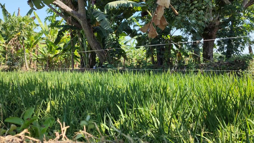 A serene grassy field with trees in the background. The field looks lush and vibrant, with the grass swaying gently in the wind. 
The trees form a picturesque backdrop, adding a touch of natural beaut
