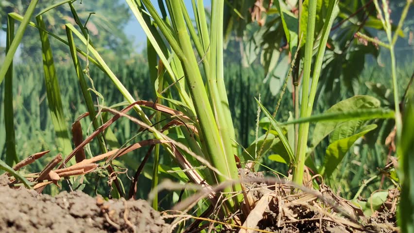 A serene grassy field with trees in the background. The field looks lush and vibrant, with the grass swaying gently in the wind. 
The trees form a picturesque backdrop, adding a touch of natural beaut