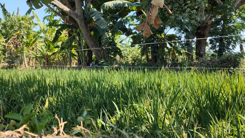 A serene grassy field with trees in the background. The field looks lush and vibrant, with the grass swaying gently in the wind. 
The trees form a picturesque backdrop, adding a touch of natural beaut