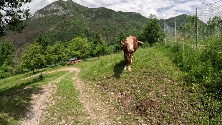 Video of a Red Spotted Grazing alone on a sunny day. The Curious Cow calmly approaches and then stops to let itself be looked at. Very intelligent and calm Beasts. Set in Mountains in the Greenery. | Shutterstock HD Video #1109176927