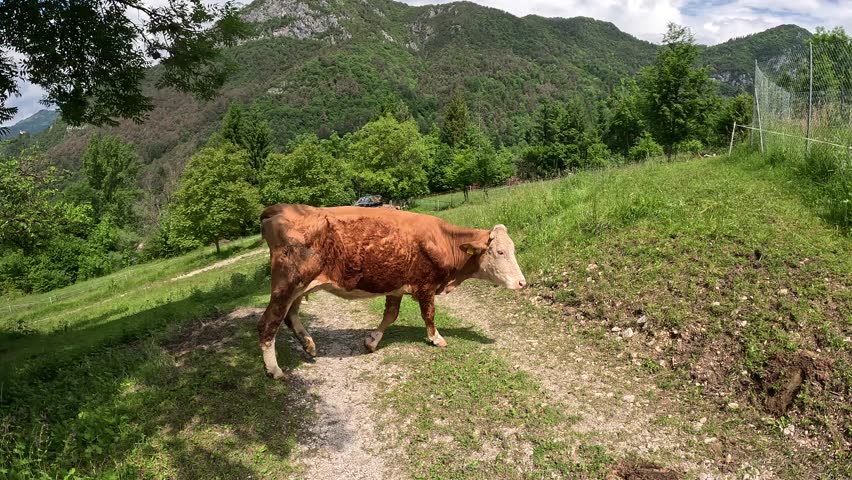 Video of a Red Spotted Grazing alone on a sunny day. The Curious Cow calmly approaches and then stops to let itself be looked at. Very intelligent and calm Beasts. Set in Mountains in the Greenery. | Shutterstock HD Video #1109176929
