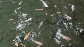 colorful koi fish swimming in pond with fresh clear water.